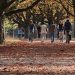 5 Reasons Why Regular Walks are Beneficial for Seniors