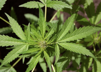 7 Teachings That Can Empower Your Business in CBD