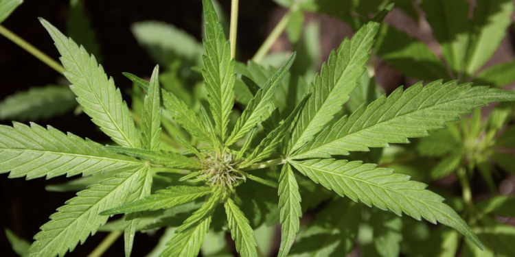 7 Teachings That Can Empower Your Business in CBD