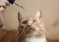What Are The Benefits Of CBD Oil For Cats