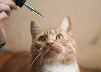 What Are The Benefits Of CBD Oil For Cats