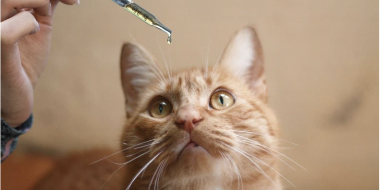 What Are The Benefits Of CBD Oil For Cats