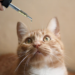 What Are The Benefits Of CBD Oil For Cats
