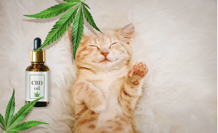 What Are The Benefits Of CBD Oil For Cats