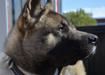 Health Issues of the American Akita Dog