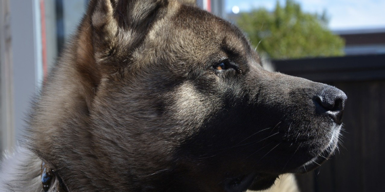 Health Issues of the American Akita Dog - TechTesy