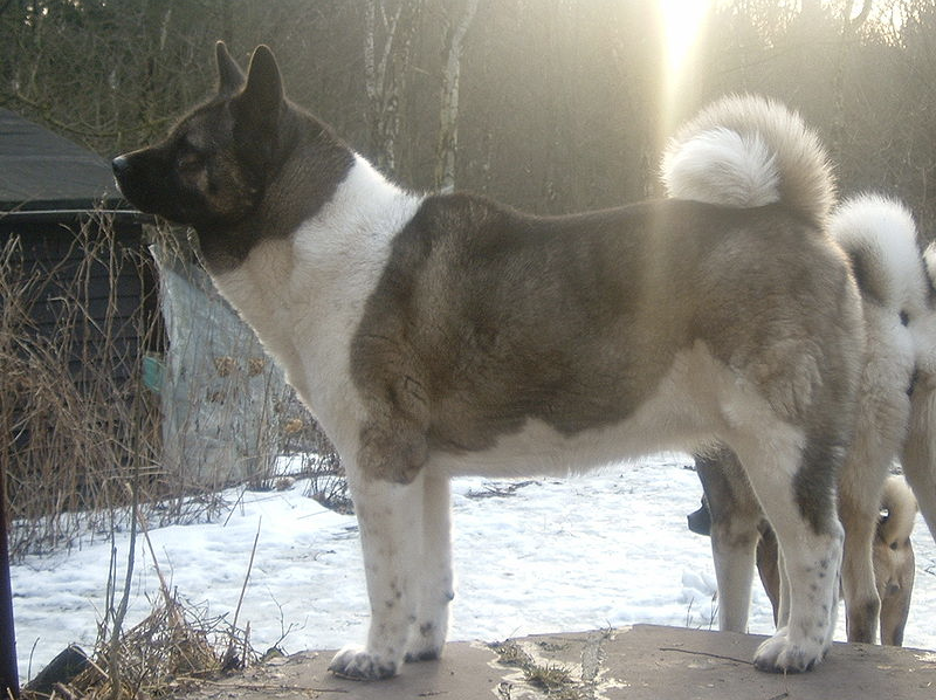 Health Issues of the American Akita Dog