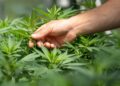 How Old Do You Have to Be to Buy CBD Oil