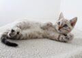 6 Cat Parent Mistakes That Take a Toll on Pet Feline’s Health!