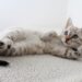 6 Cat Parent Mistakes That Take a Toll on Pet Feline’s Health!