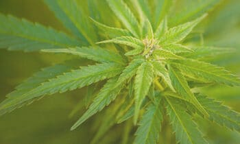 Is Weed Linked to Erectile Dysfunction?