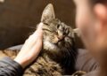 4 Reasons Why Feline Fur Babies Resort to Over-Grooming Themselves