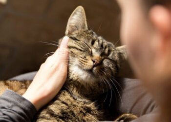 4 Reasons Why Feline Fur Babies Resort to Over-Grooming Themselves