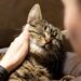 4 Reasons Why Feline Fur Babies Resort to Over-Grooming Themselves