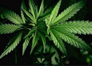 What You Need to Know About Legal Marijuana in California