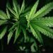 What You Need to Know About Legal Marijuana in California