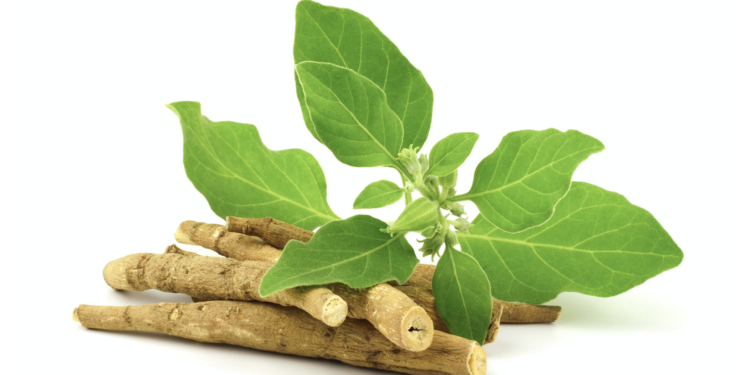 What is Ashwagandha?