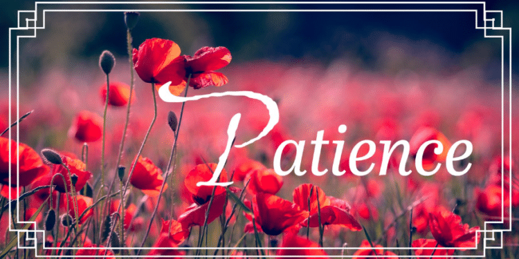 Learn to Sit Back and Observe: The Art of Patience and Wisdom
